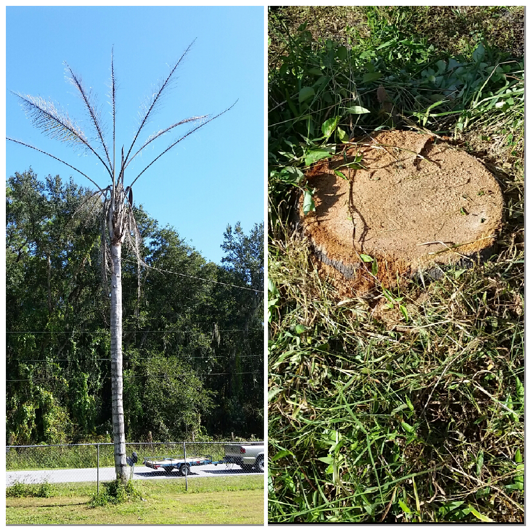 Tree Tune-ups project: Tree Removal in Auburndale, FL