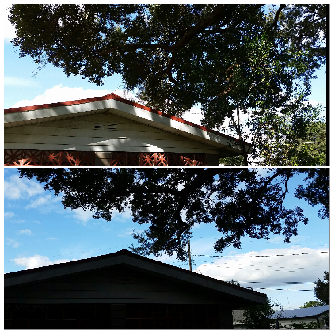 Tree Tune-ups project: Mature Oak Over A Roof in Lakeland, FL