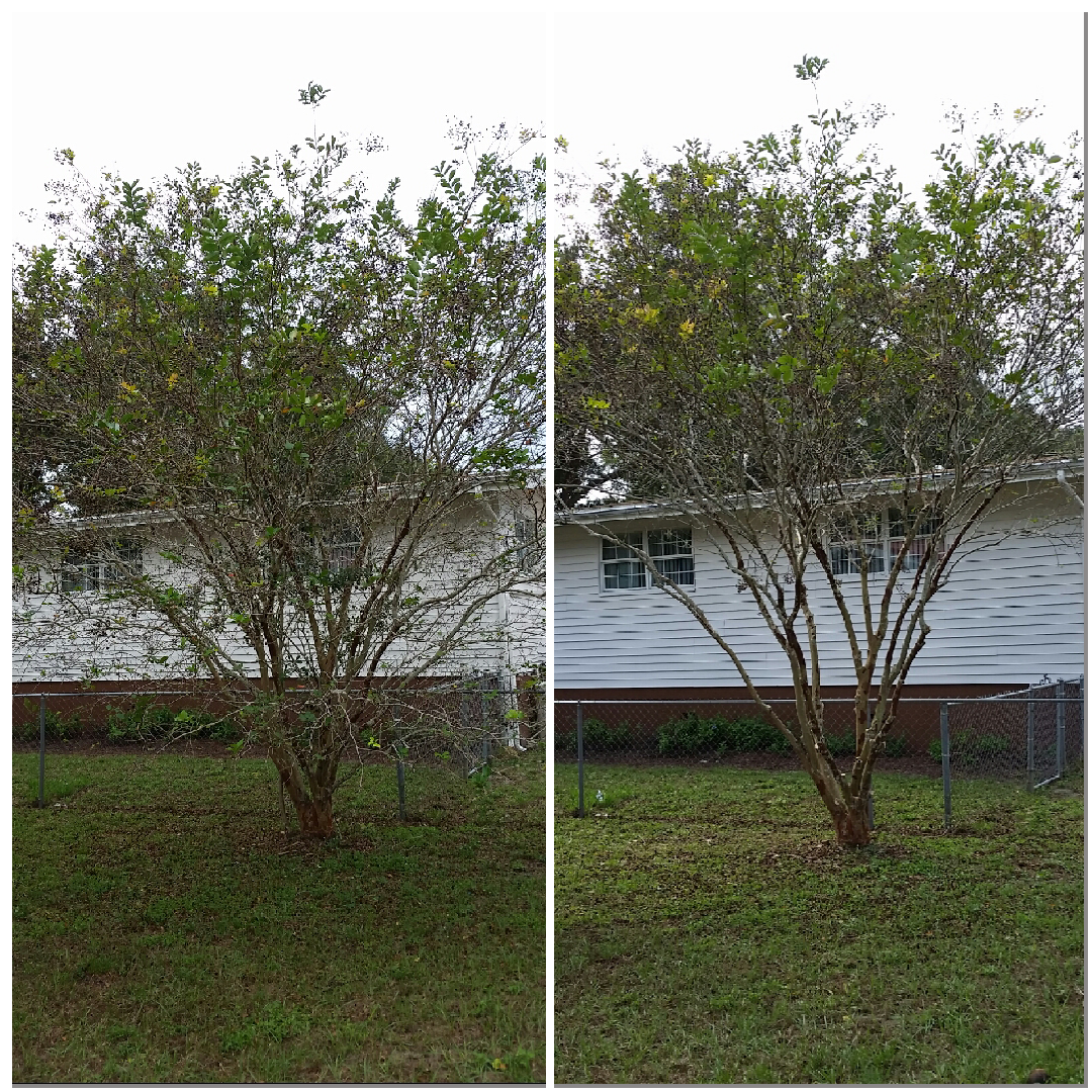 Tree Tune-ups project: Crape Myrtle Care in Lakeland, FL